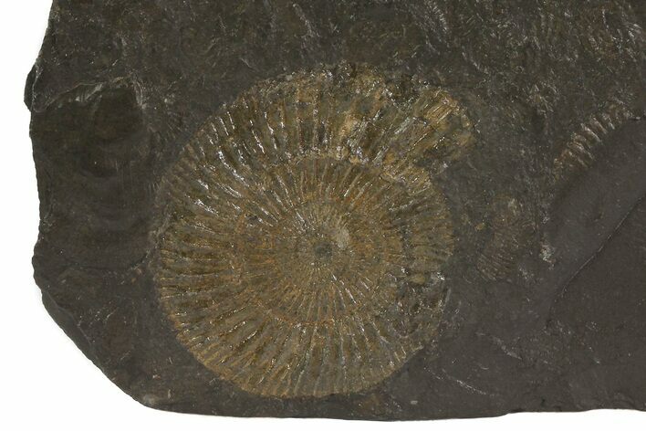 Dactylioceras Ammonite On Shale - Germany #79324